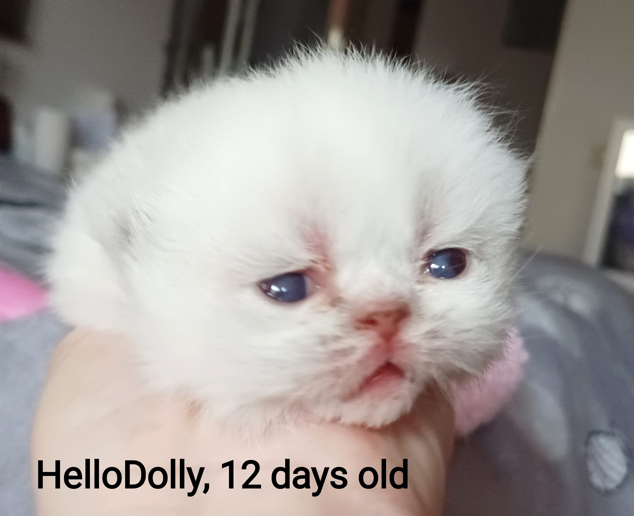 HelloDolly_12days